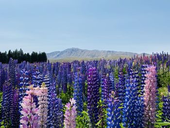 Purple flowering plants on field against sky