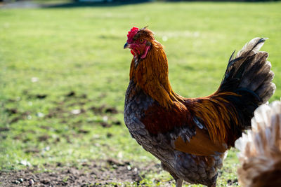 View of a bird on a field