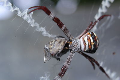 Close-up of spider on web