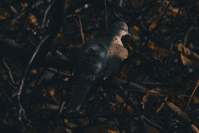 Close-up of bird perching on branch