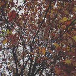 Low angle view of bird perching on tree against sky