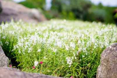 Close-up of white flowering plants on field