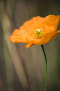 Close-up of yellow poppy blooming outdoors