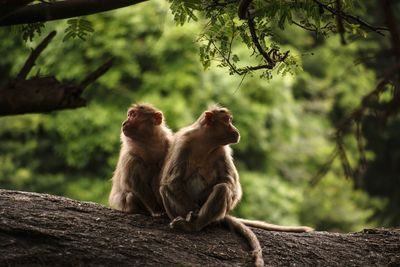Monkey sitting on a tree in a forest