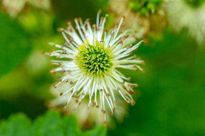 Close-up of flowering plant