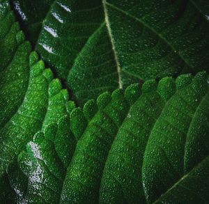Full frame shot of fresh green leaf