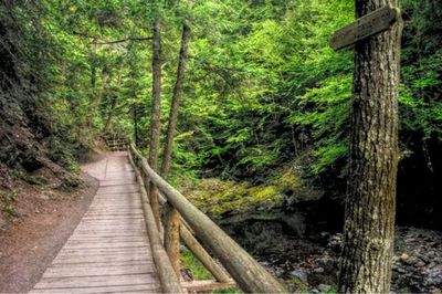 Narrow wooden walkway in forest