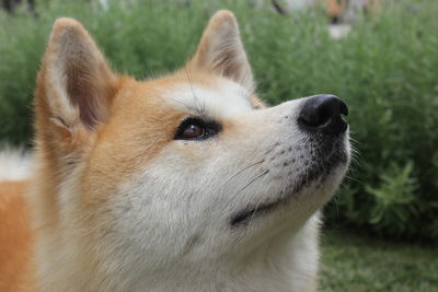 Close-up of dog looking away