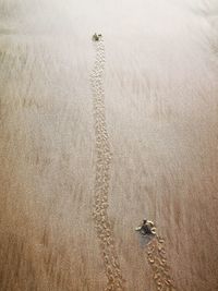 High angle view of turtles on sand at beach