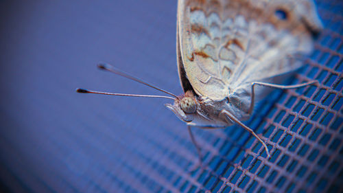 Close-up of butterfly
