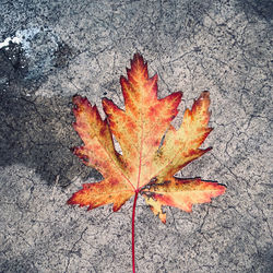 High angle view of maple leaf on orange leaves