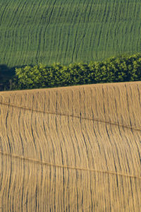 Crops growing on field