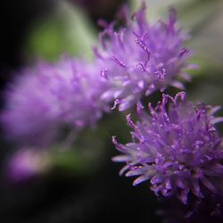 Close-up of purple flowers blooming outdoors