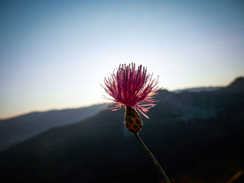 Close-up of flowering plant against sky during sunset