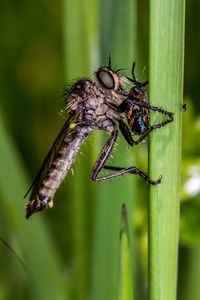 Close-up of insect on plant