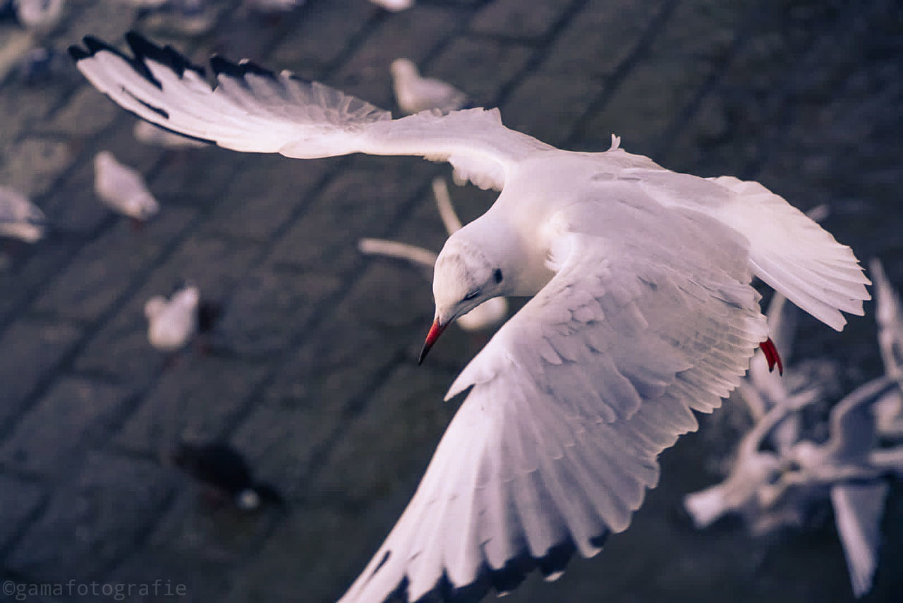 bird, animal themes, animal, animals in the wild, animal wildlife, flying, vertebrate, spread wings, focus on foreground, one animal, no people, animal wing, animal body part, mid-air, nature, white color, day, motion, full length, seagull, flapping