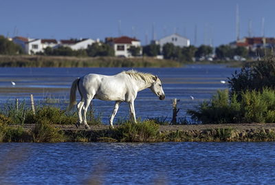 Traditional white horse in camargue, france