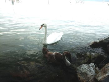 Swan swimming in lake