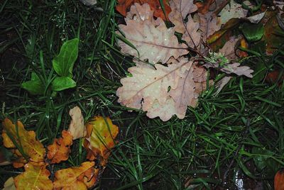 High angle view of maple leaf on grass