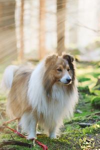 Dog looking away in forest, sunbeams