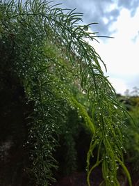 Close-up of wet plant