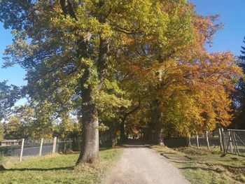 Road amidst trees in park during autumn