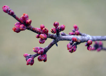 Close-up of pink flowering plant