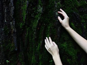 Cropped hands of woman touching moss wall