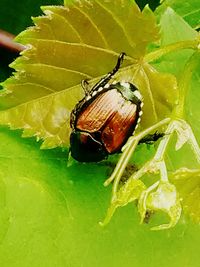 Close-up of insect on leaf