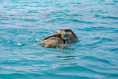 View of turtle swimming in sea