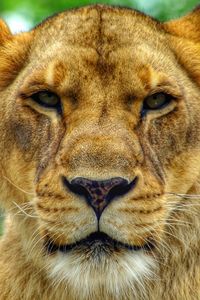 Close-up portrait of a cat