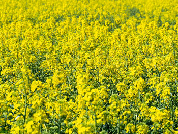 Scenic view of oilseed rape field