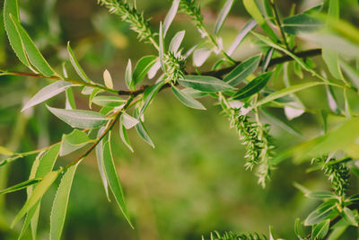 Close-up of fresh green leaves