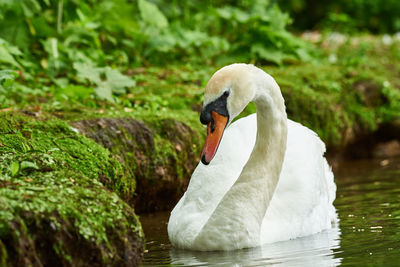 Close-up of swan swimming in lake