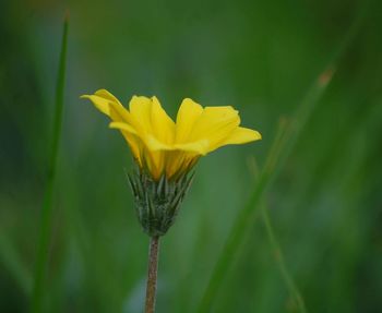 Close-up of yellow flower
