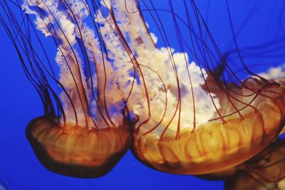 Close-up of jellyfish swimming in water