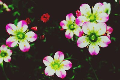 Close-up of pink flowers blooming outdoors