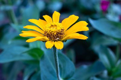 Close-up of yellow flower