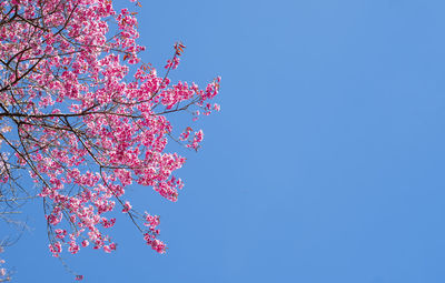 Low angle view of pink cherry blossom against blue sky