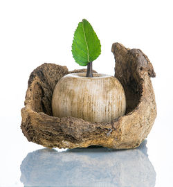 Close-up of lizard on tree stump against white background