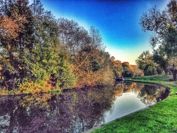 Reflection of trees in water