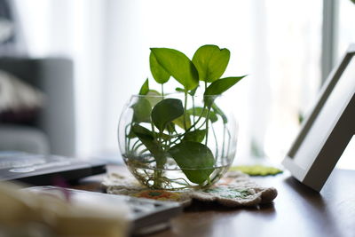 Potted plant on table at home