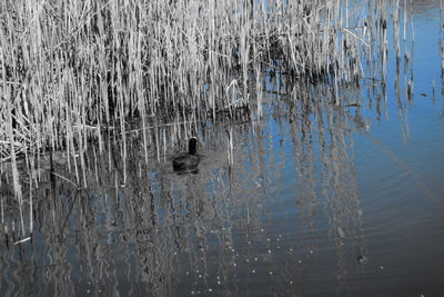 View of birds swimming in lake