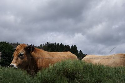 Cows on field against sky