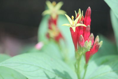 Close-up of red flower blooming outdoors