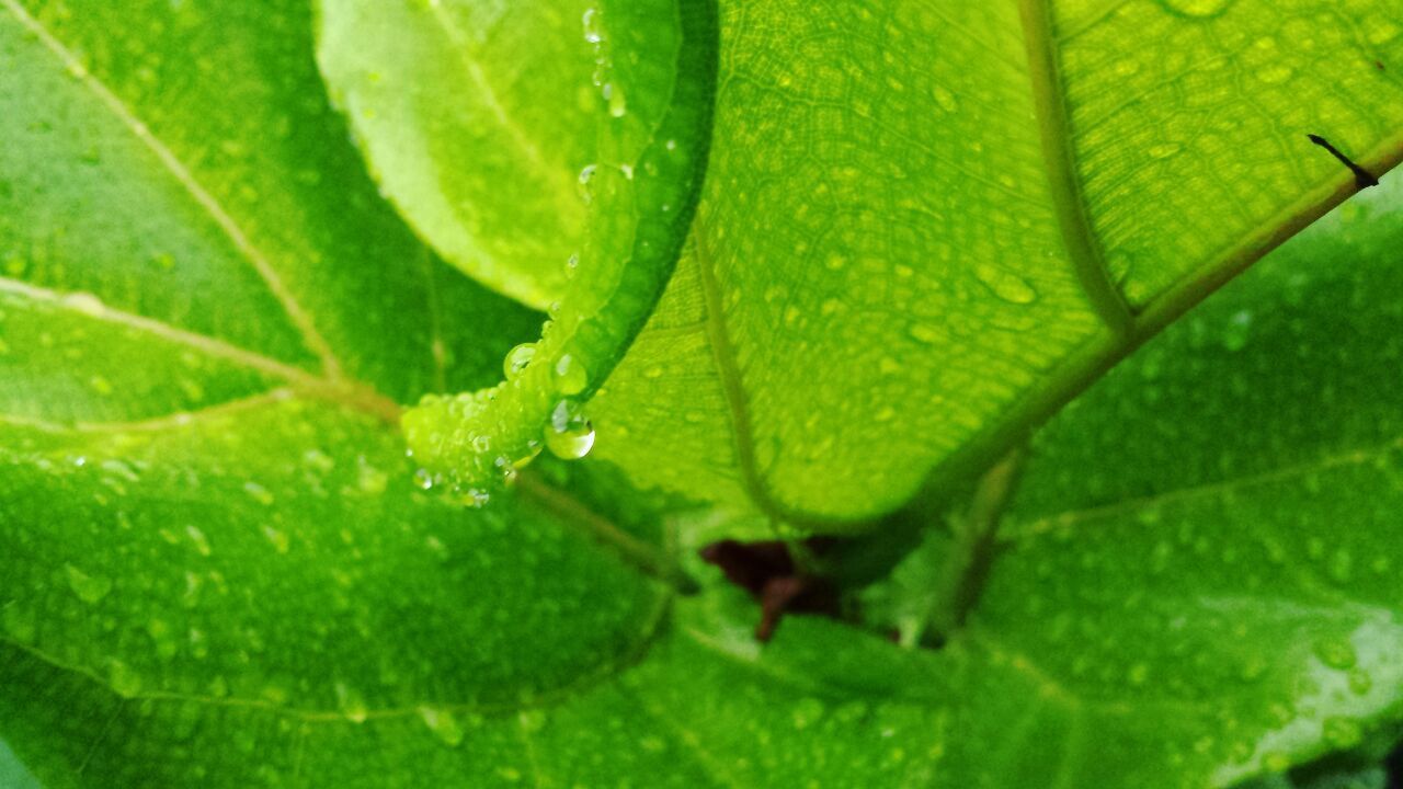 FULL FRAME SHOT OF GREEN LEAF