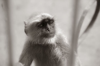 Portrait of monkey