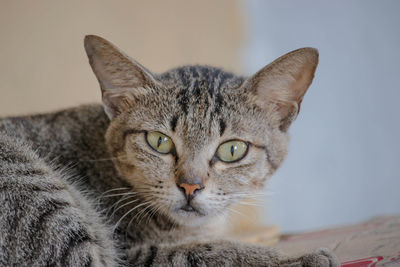 Close-up portrait of a cat