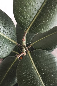 Close-up of raindrops on leaf