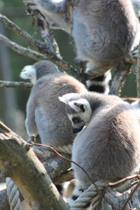 Sheep sitting on a tree